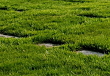 Flat markers help provide pastoral scenics and ease of maintenance