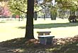 A shady spot