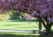 Cherry Blossoms at Judean